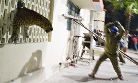 Leopard in Meerut hospital