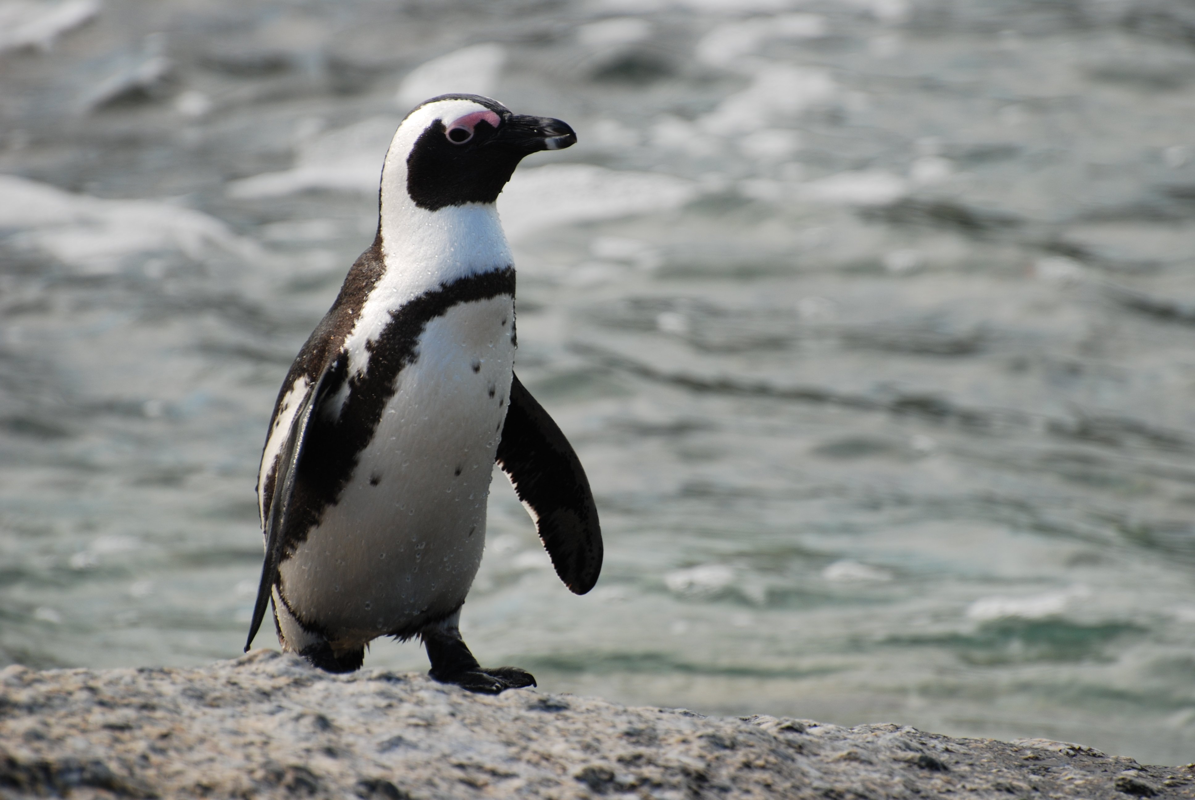 Αποκρυπτογράφηση της γλώσσας τον πιγκουίνων
