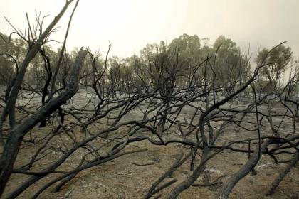 Στάχτη σε μια μέρα έγιναν 270 στρέμματα γης μετά τη φωτιά στη Χίο