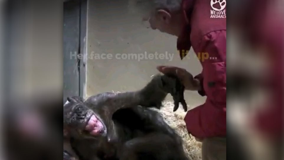 Συγκίνηση: Ετοιμοθάνατος χιμπαντζής «ζωντανεύει» όταν συναντά φίλο του μετά από χρόνια (Video)