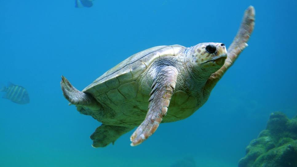 Απίστευτο περιστατικό: Θαλάσσια χελώνα επιτέθηκε σε λουόμενη στο Λιμένι