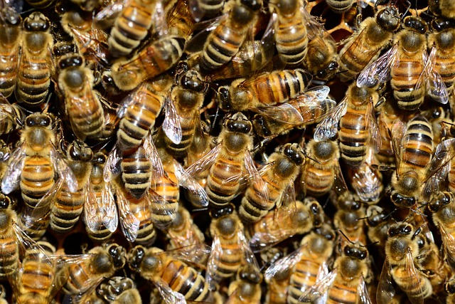 ΗΠΑ: Μια γυναίκα κατηγορείται ότι επιτέθηκε σε αστυνομικούς με... μέλισσες