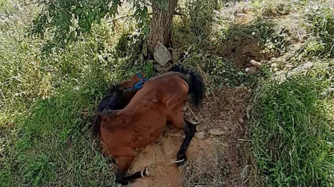 Φρίκη στη Σύρο: Άλογο βρέθηκε νεκρό με σφαίρα στο κεφάλι