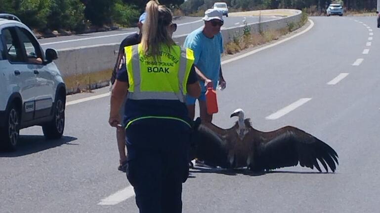 γυπαετός