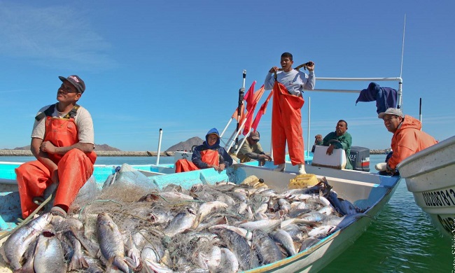 ΕΛ.ΚΕ.Θ.Ε.: Ασφαλής η κατανάλωση ψαριών αλιευμένων στον Παγασητικό