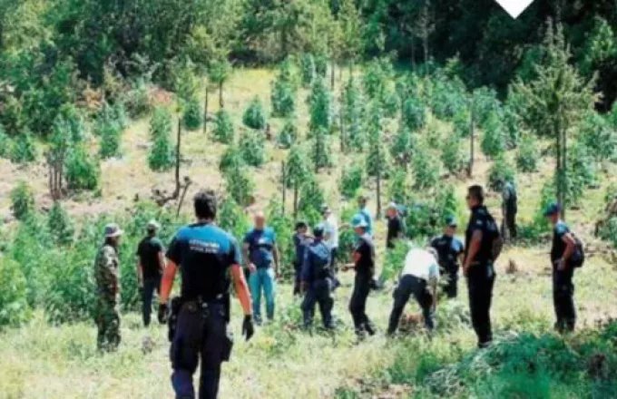 Φθιώτιδα: Εντοπίστηκε χασισοφυτεία με 2.500 δενδρύλλια σε μεγάλη επιχείρηση - Συνελήφθη ακόμη και αστυνομικός
