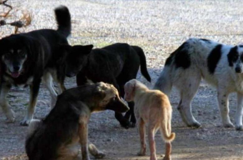 Τουρκία: Προς θανάτωση, χιλιάδες αδέσποτοι σκύλοι