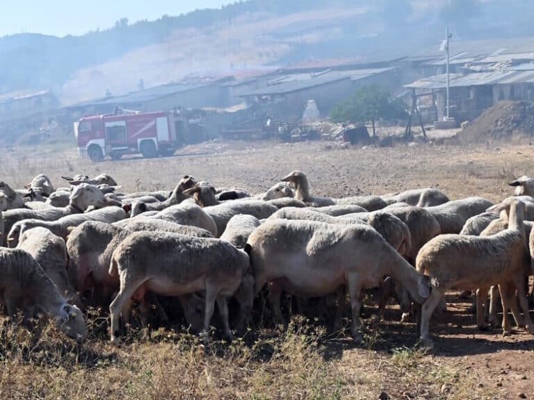 Λήμνος: Κτηνοτρόφοι δωρίζουν ζώα σε συναδέλφους τους που έχασαν κοπάδια από ευλογιά των προβάτων